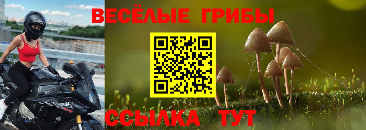 Псилоцибиновые грибы Psilocybe Нефтекумск